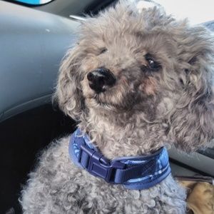 Meet your Posher, Royce